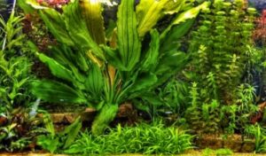 Echinodorus tenellus в акваскейпе